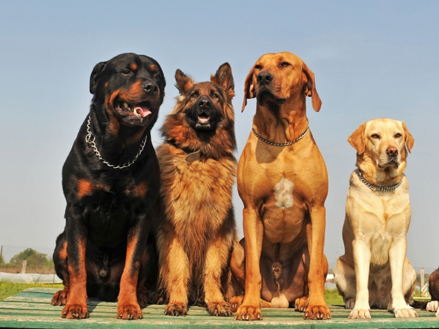 Крупные породы собак в Белогорске | ЗооТом портал о животных